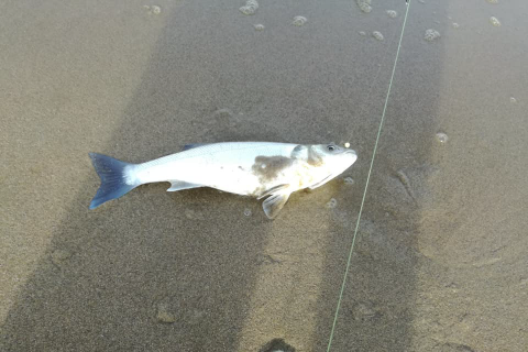 Zeebaars vanaf het strand